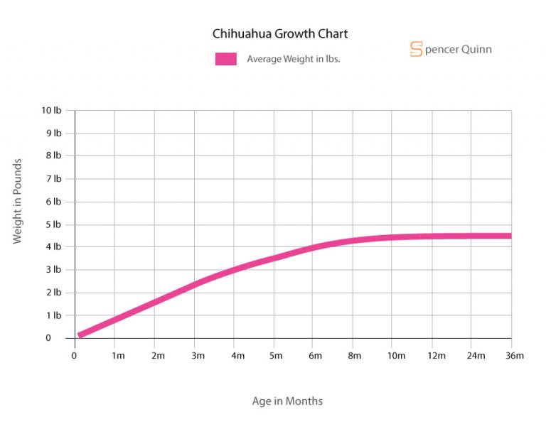 How Much to Feed a Chihuahua Puppy Schedule, Growth Chart & More