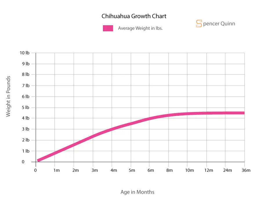 Chihuahua Growth Chart