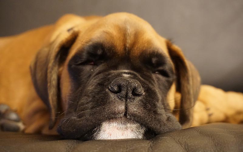 how much should a boxer puppy eat a day