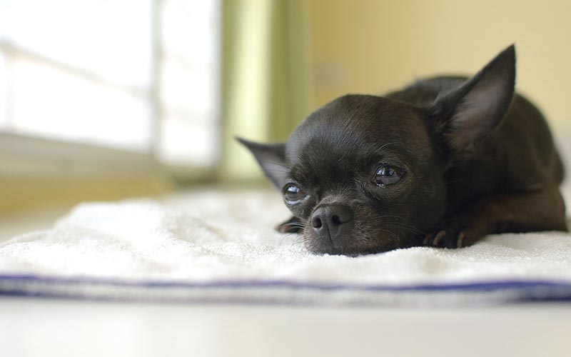 Feed a Chihuahua Puppy