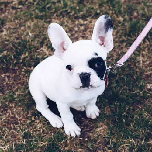 French Bulldog Puppy