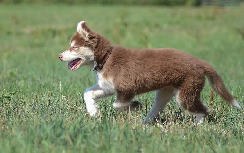 Feed a Husky Puppy