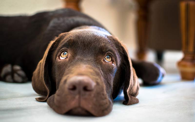 Feed a Labrador Puppy