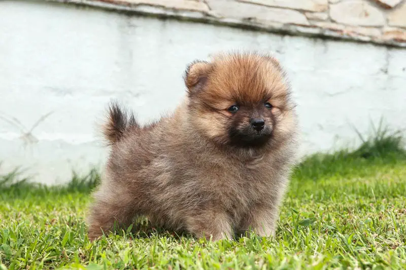 Feed a Pomeranian Puppy