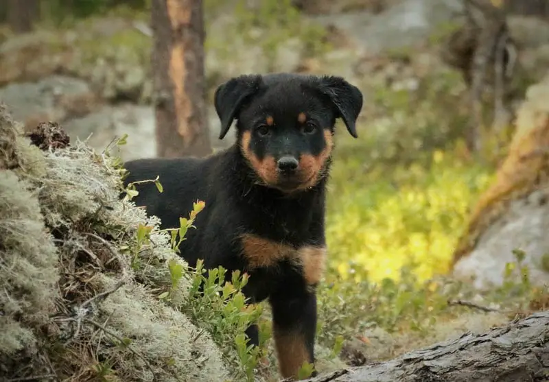 Feed a Rottweiler Puppy