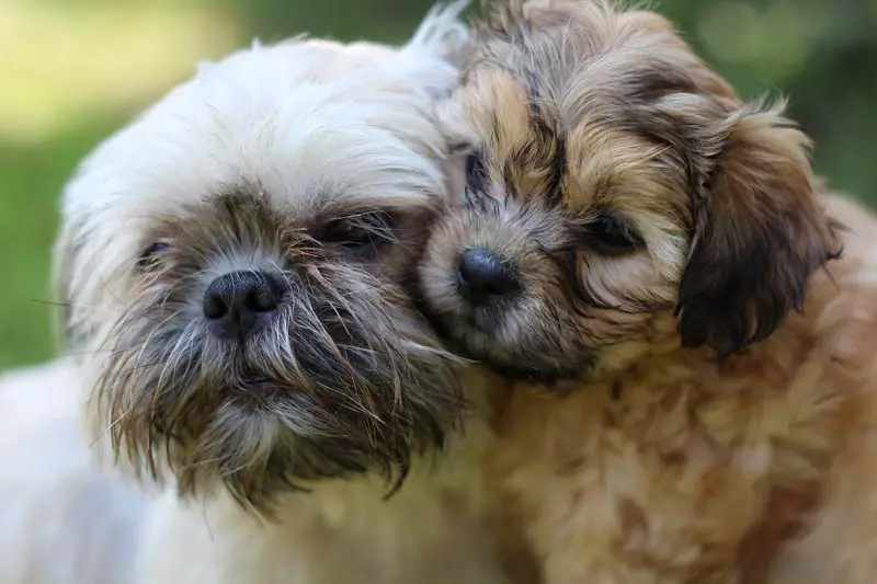 Feed a Shih Tzu Puppy