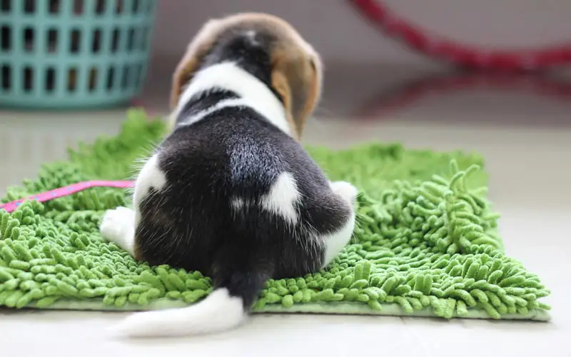 Feeding a Beagle Puppy