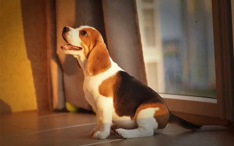 How Much to Feed a Beagle Puppy