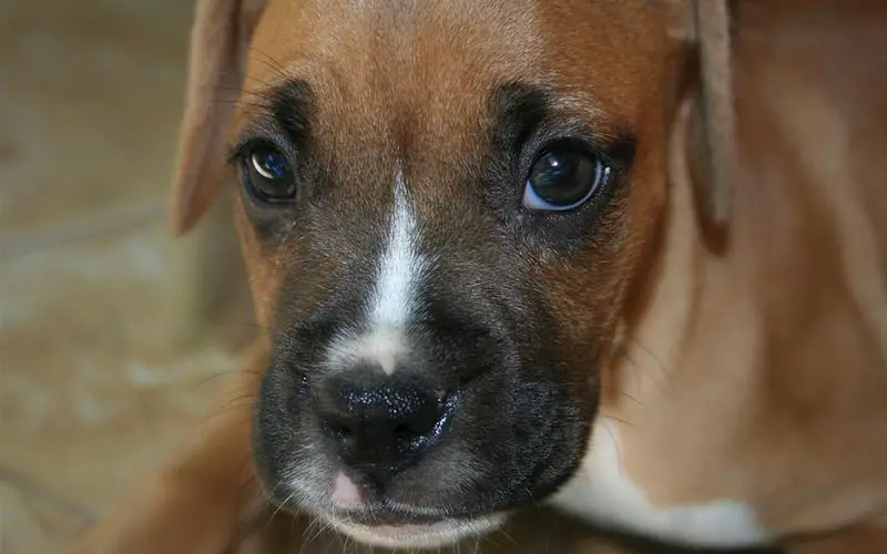 How Much to Feed a Boxer Puppy