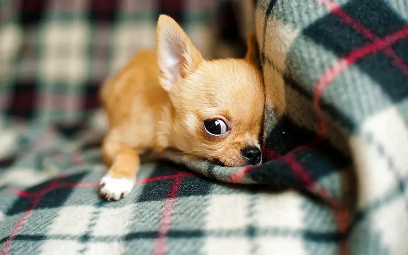 when should i stop feeding my chihuahua puppy food