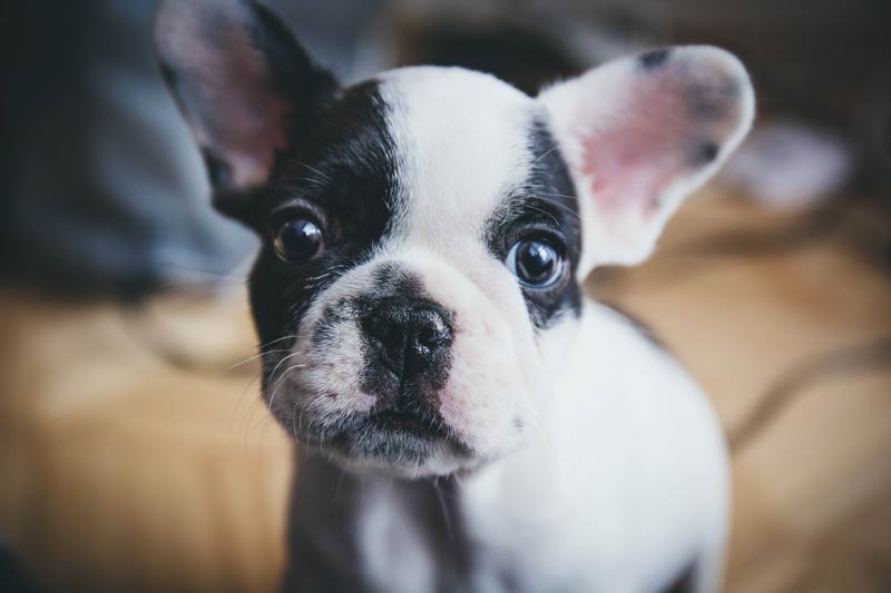 How Much to Feed a French Bulldog Puppy