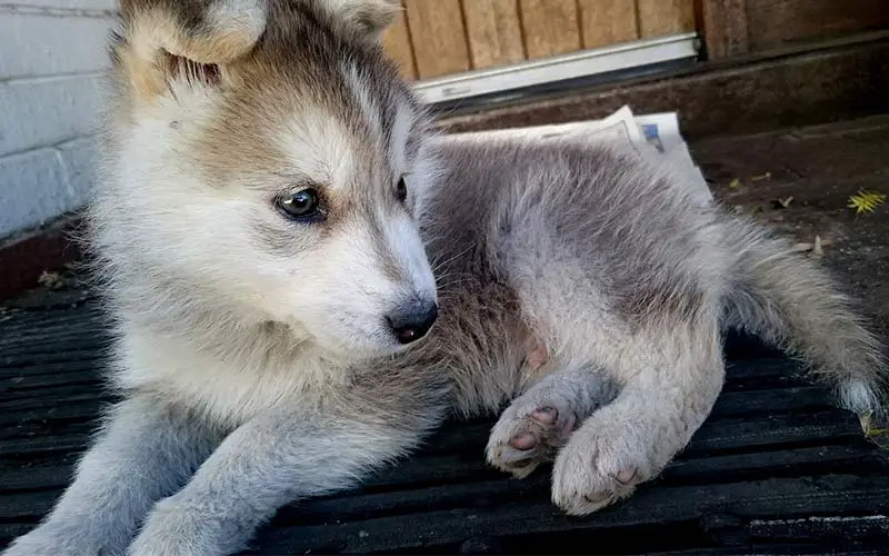 how much should i feed a husky puppy