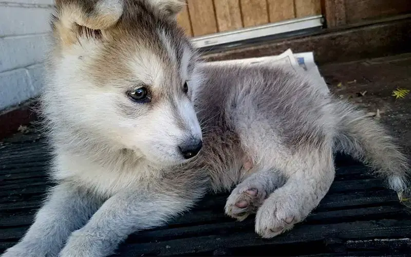 How Much to Feed a Husky Puppy