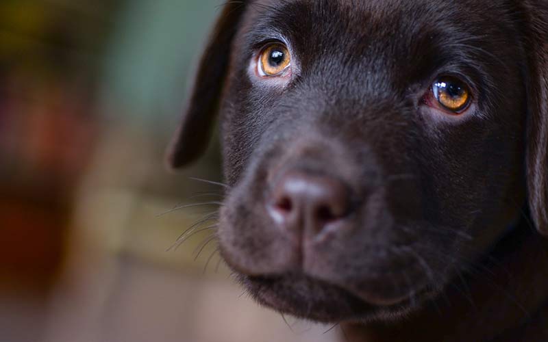 how much food should i feed my labrador puppy