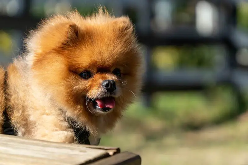 How Much to Feed a Pomeranian Puppy