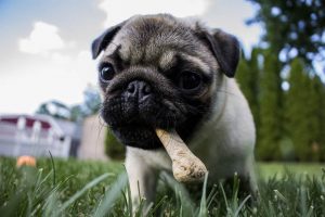 How Much to Feed a Pug Puppy