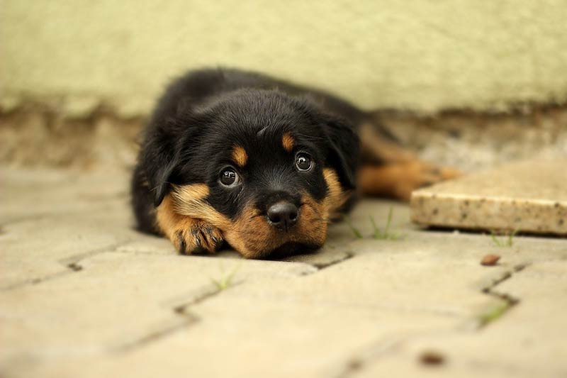 how long should a rottweiler eat puppy food