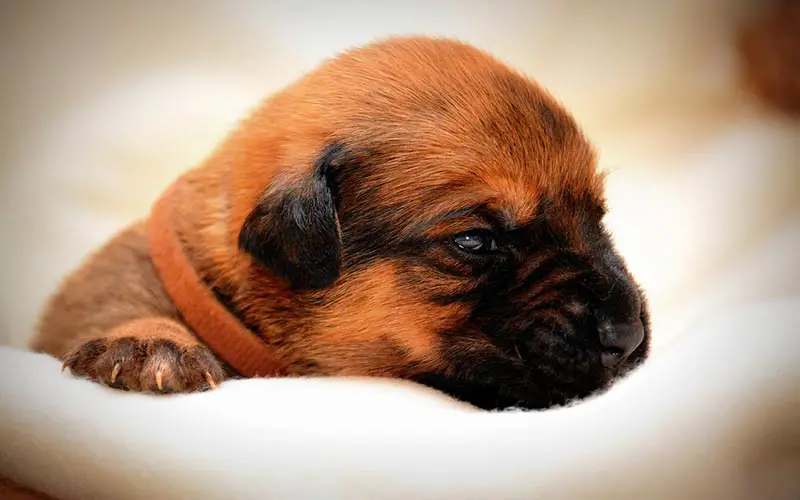 How to Feed a Boxer Puppy