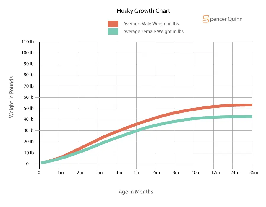 How Much to Feed a Husky Puppy Ultimate Feeding Guide Spencer Quinn