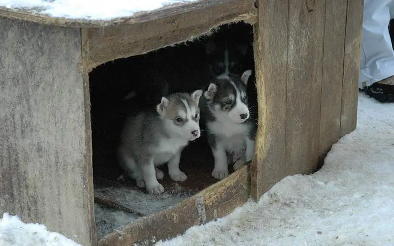 Husky Puppy Feeding