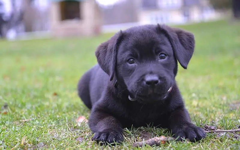 Labrador Puppy Feeding