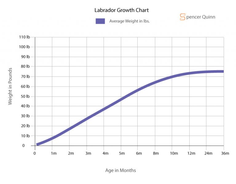 Labrador Feeding Chart By Age