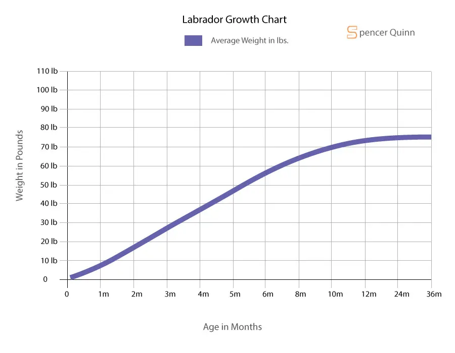 Labrador puppy growth chart