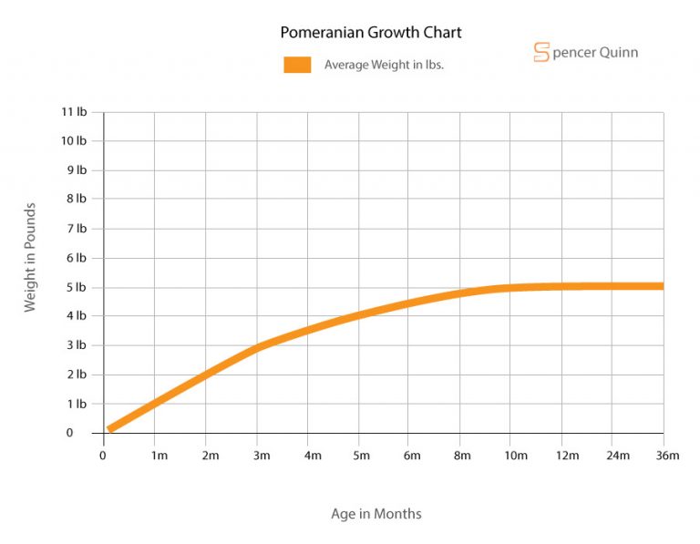 How Much to Feed a Pomeranian Puppy Feeding/Grow Chart, Foods & More