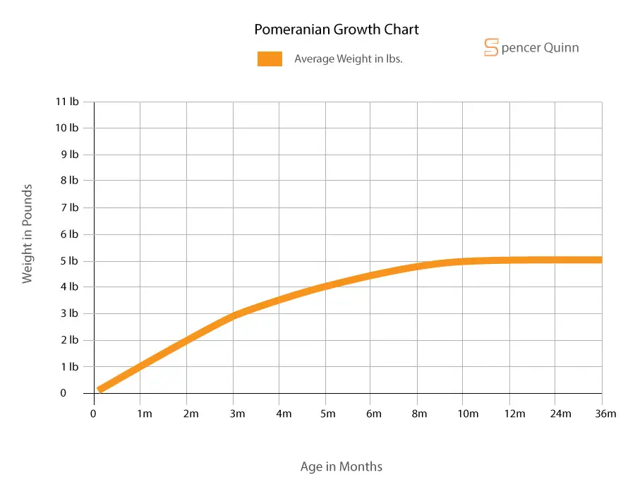 Pomeranian Growth Chart