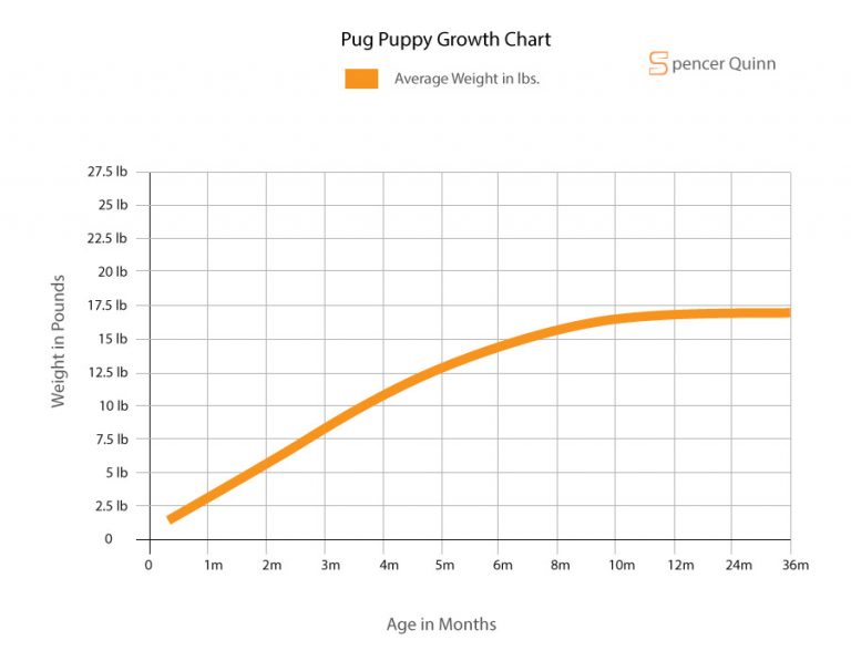 How Much to Feed a Pug Puppy Feeding Schedule, Growth Chart, FAQs