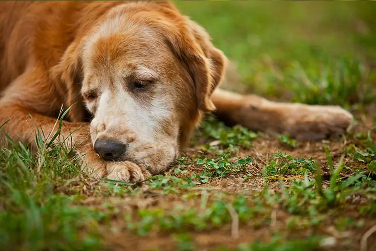 dog chewing paw