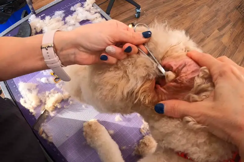 Dog Ear Wax Removal 