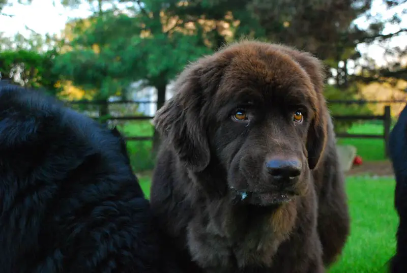 How Big Does a Newfoundland Get