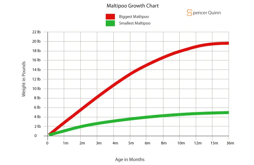 Maltipoo Growth Chart How Big Does a Maltipoo Get? Spencer Quinn