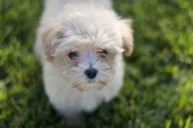 Maltipoo-fully-grown