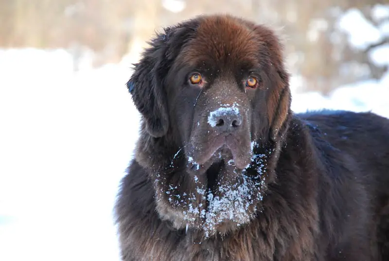 how much weight should a newfoundland puppy gain