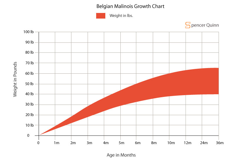 Belgian Malinois Growth Chart