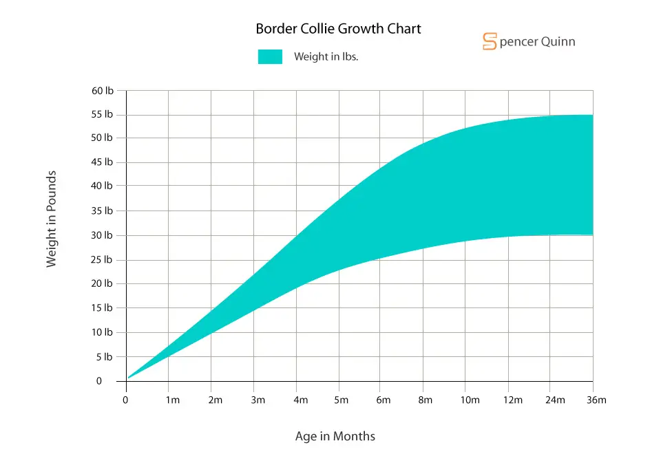 Border Collie Growth Chart