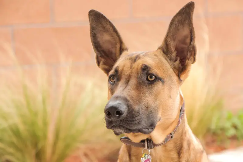 Feed a Belgian Malinois