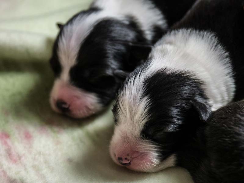 How Much Food to Feed a Border Collie Puppy?