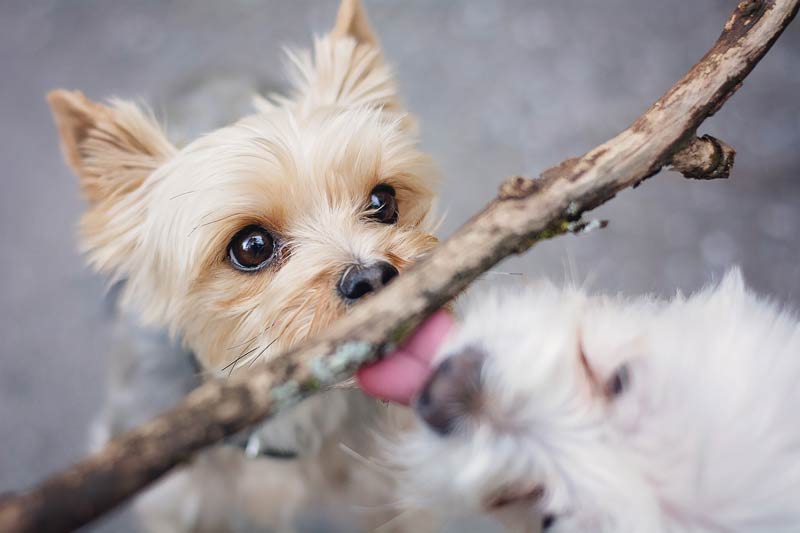 How Much to Feed a Yorkie