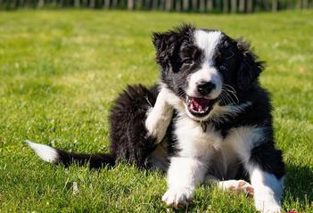 how often should you feed a border collie puppy