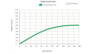 How Much to Feed a Yorkie: Complete Feeding Guide - Spencer Quinn