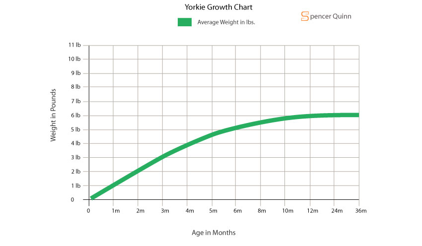 Yorkie Growth Chart