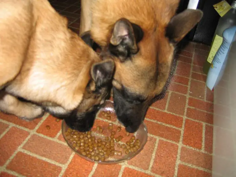 how-much-to-feed-a-belgian-malinois-feeding-schedule-growth-chart